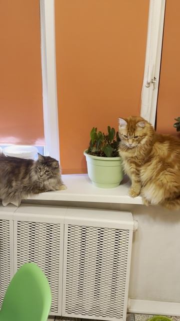 Котобанда🙀