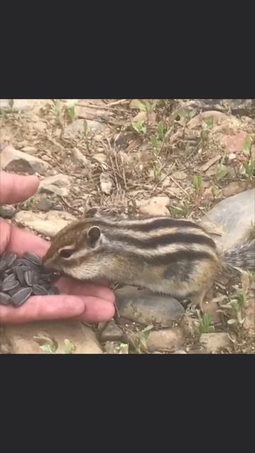 Бурундук. Младший брат тигра 😀 #животные #дикиеживотные #добро