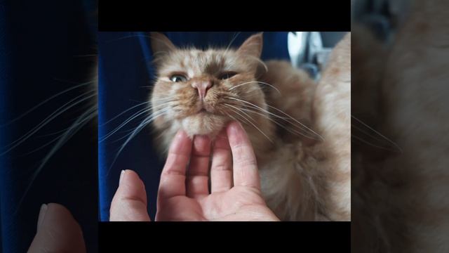 это просто мои котяшки, НЕ про кукол совсем