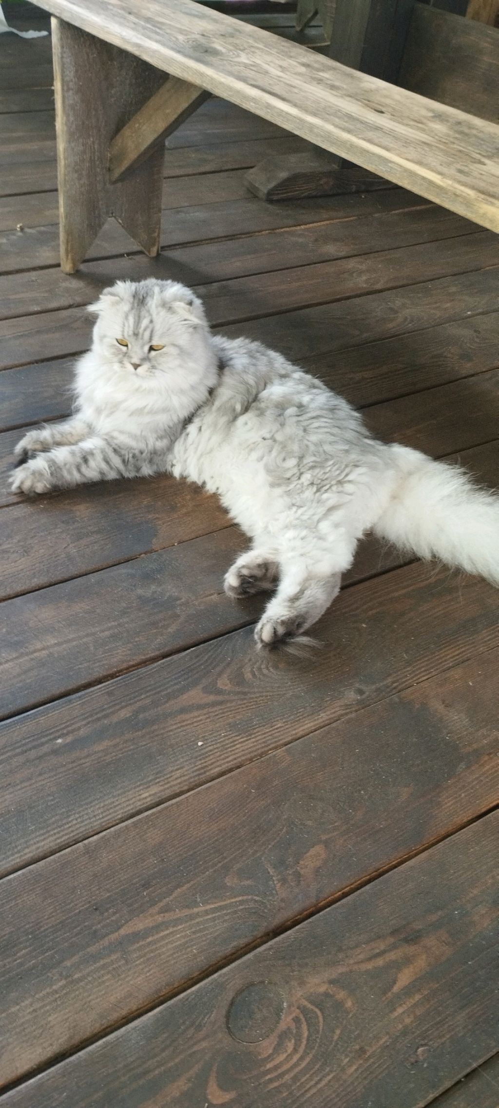 самая любимая кошка