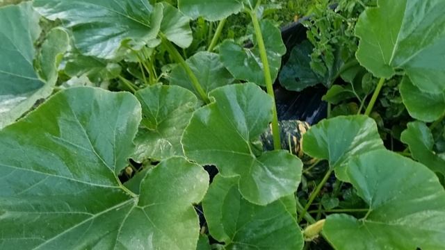 Кабачки и тыква - для чего такие листья???