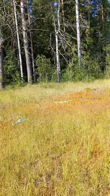 Красоты болот