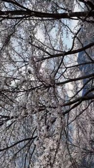 FUJI MOOD #japan #fuji #travel #mountains #kawaguchiko #япония #tomato333