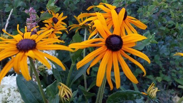 Август. Вечерний сад.