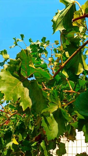 ВИНОГРАД КАК УСКОРИТЬ СОЗРЕВАНИЕ