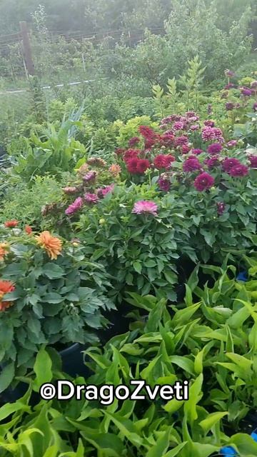 Хризантема мультифлора