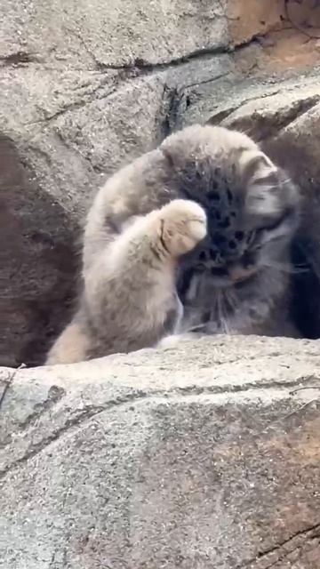 VID_20250816_100143_545.mp4