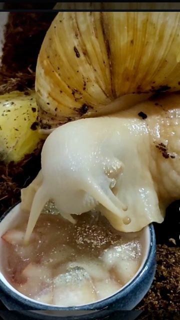 Ахатина Гери на отдыхе. #ахатина