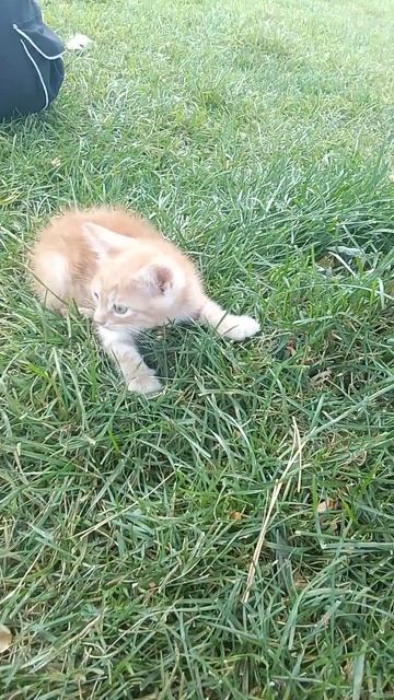 Работорговец предлагает котят