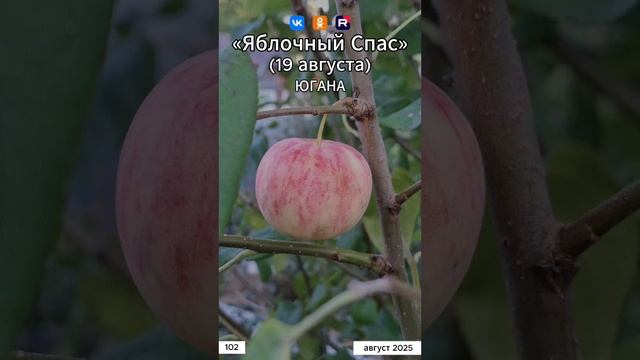 Югана - Яблочный Спас