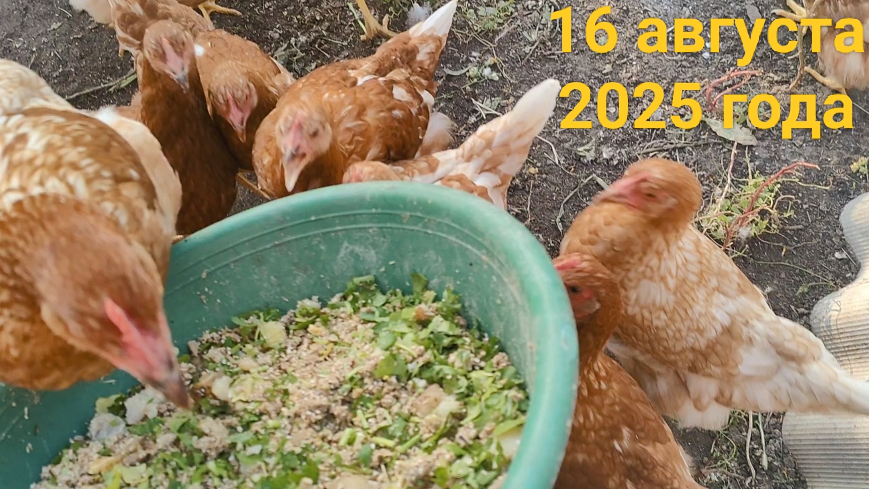 Как кормим красных бройлеров,им сегодня 3,5 месяца😊Курочки🐔или петухи?🐓