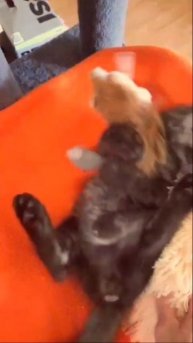 Когда маленький котенок Ниро решил поиграть