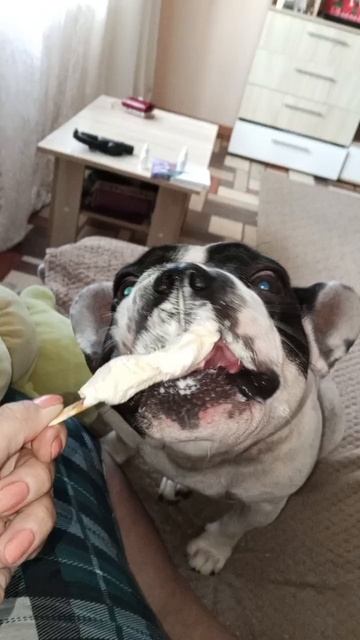 Вкусный чавк-чавк 🐕💙