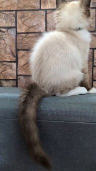 Котенок рэгдолл.
питомник Plushdollru