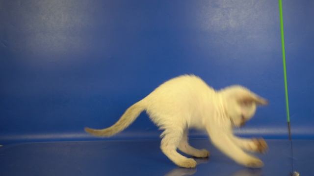 Тайский мальчик Louise Gamlet, 2 месяца, шоколад-пойнт