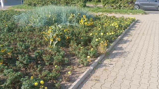 Парк Динамо, цветочная феерия и аллея любви 💘