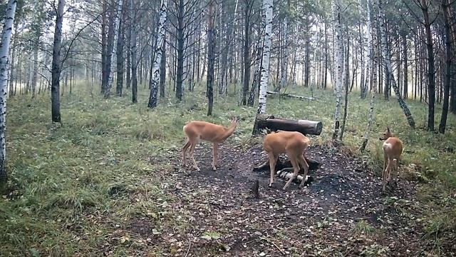 Утро в лесу