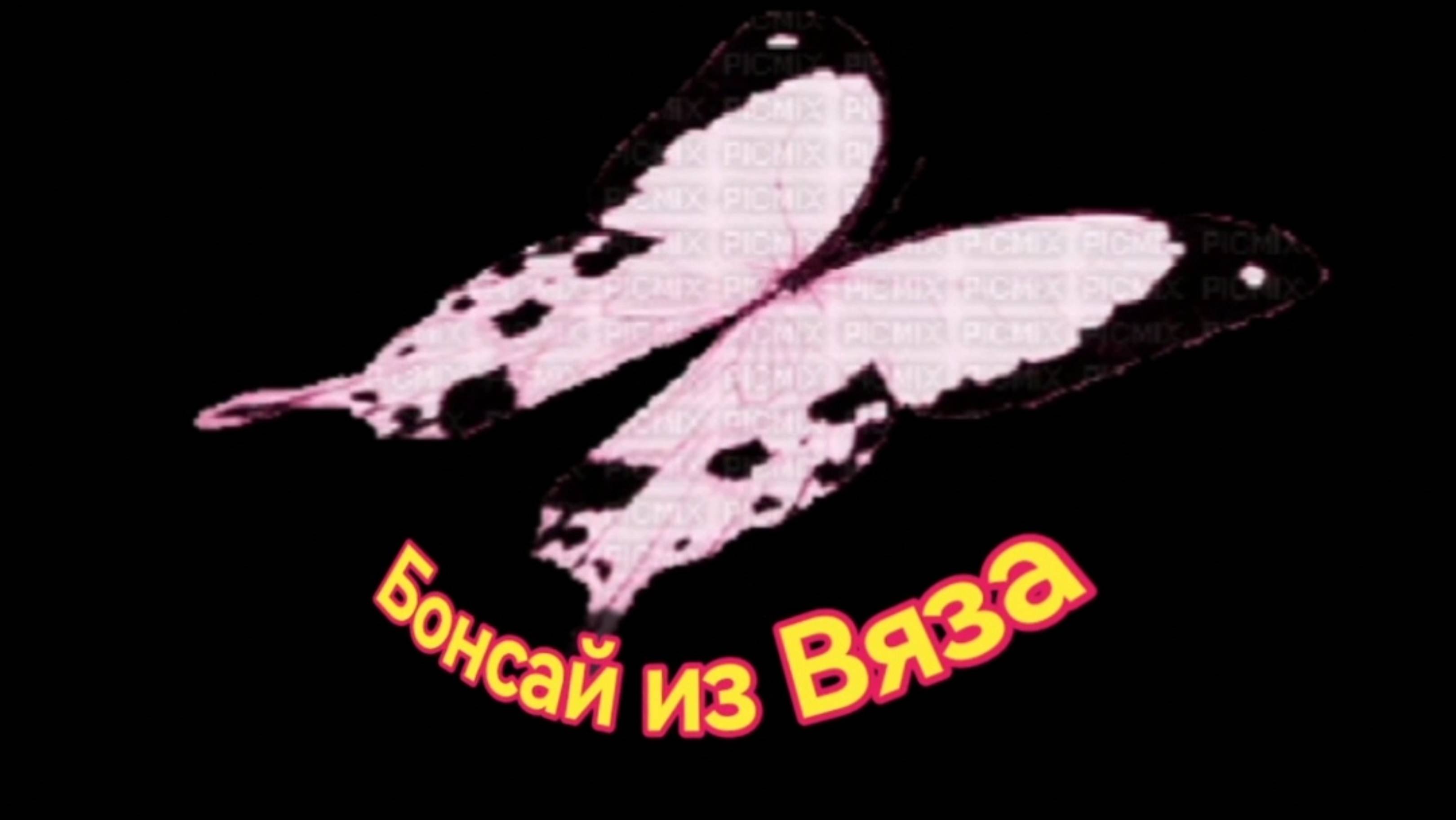 Бонсай из Вяза.