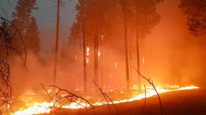 Площадь действующих лесных пожаров в Якутии превысила 500 га