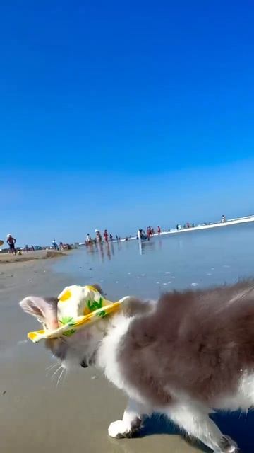 VID_20250816_184719_626.mp4