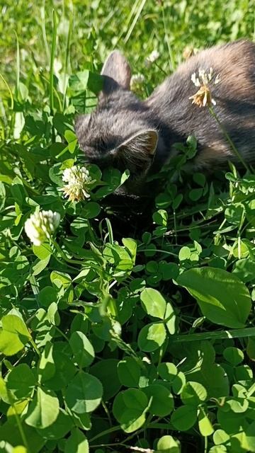 котик совсем один😿потжержите его лайком #shorts