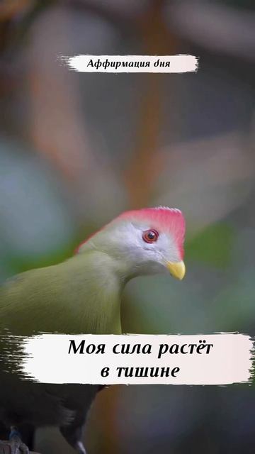 Аффирмация дня 🙌