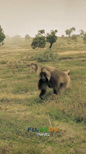 Экскурсионный тур в ЭФИОПИЮ😎