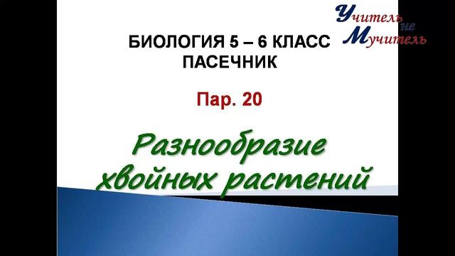 биология 5 класс пар 20 Пасечник Разнообразие хвойных растений