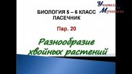 биология 5 класс пар 20 Пасечник Разнообразие хвойных растений