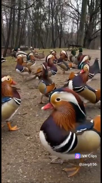 VID_20250816_134333_628.mp4