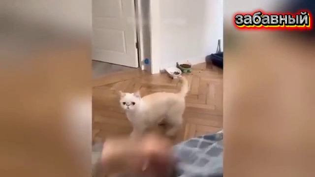 ПРИКОЛЫ С КОТАМИ! СМЕШНЫЕ КОШКИ И СОБАКИ! СМЕШНЫЕ ЖИВОТНЫЕ!