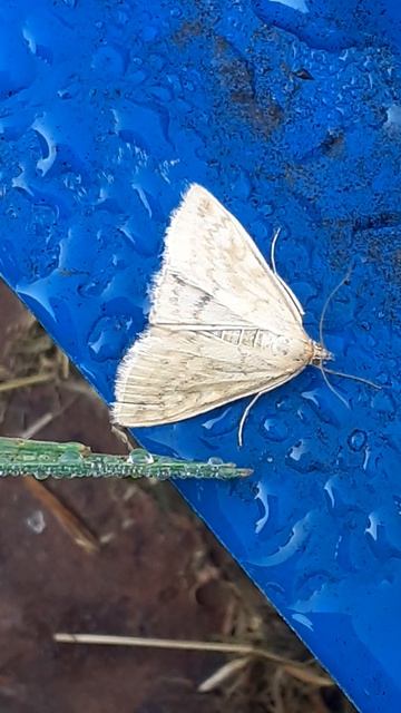 Огнёвка - травянка (Sitochroa verticalis)