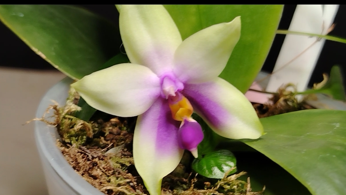 Фаленопсис Bellina Blu. Первое цветение видового природного фаленопсиса