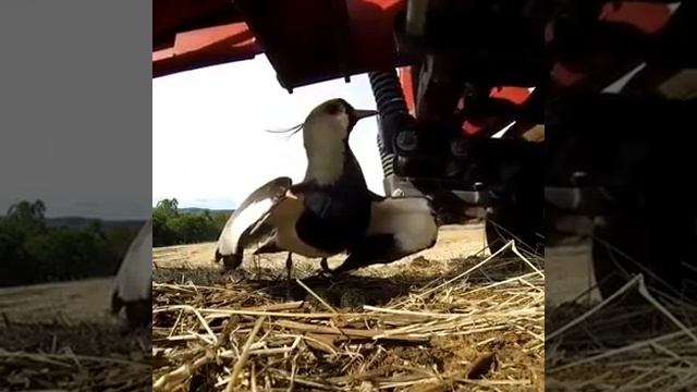 VID_20250816_111932_187.mp4