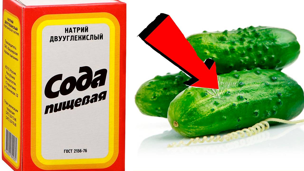 СОДА спасатель вашего огорода! Пищевая сода подкормка для огурцов, томатов и других растений!