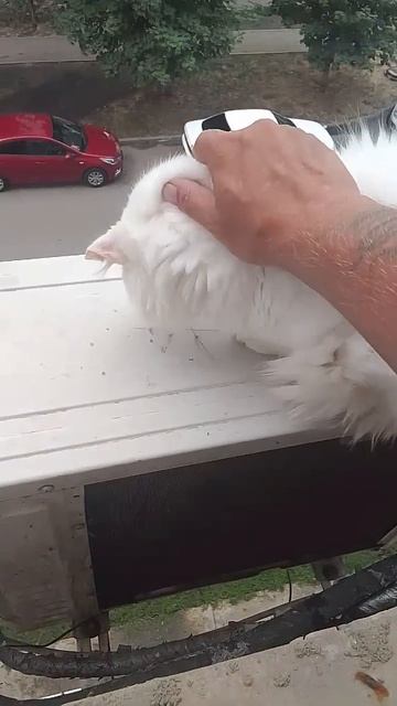 Вышел из продаж Негрустин в Ливень