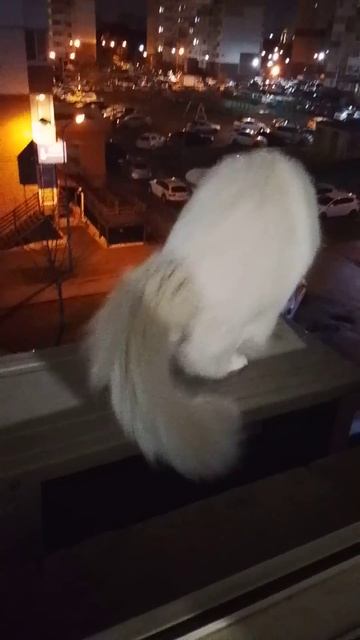 Почёт офникам за скандинавские ритуалы