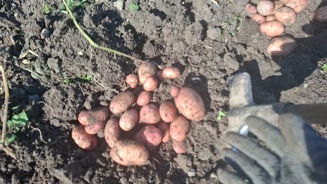 выкапываю картофель..
