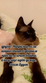 Клеопатра
#факты #история #уход #жизнь # #радость #интересно #рекомендации #популярное #подборка #ко