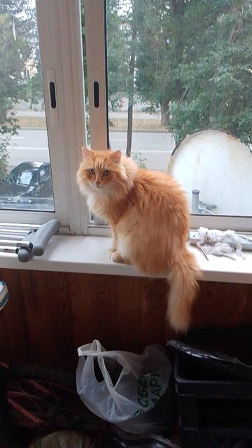 кот Рыжик на балконе