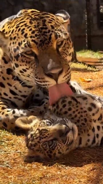 VID_20250816_184707_703.mp4