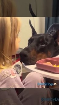 На современных детей гипноз собак больше не действует, теперь они под гипнозом гаджетов😵💫😂