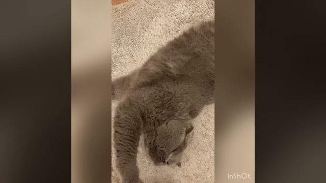 Кот отдыхает