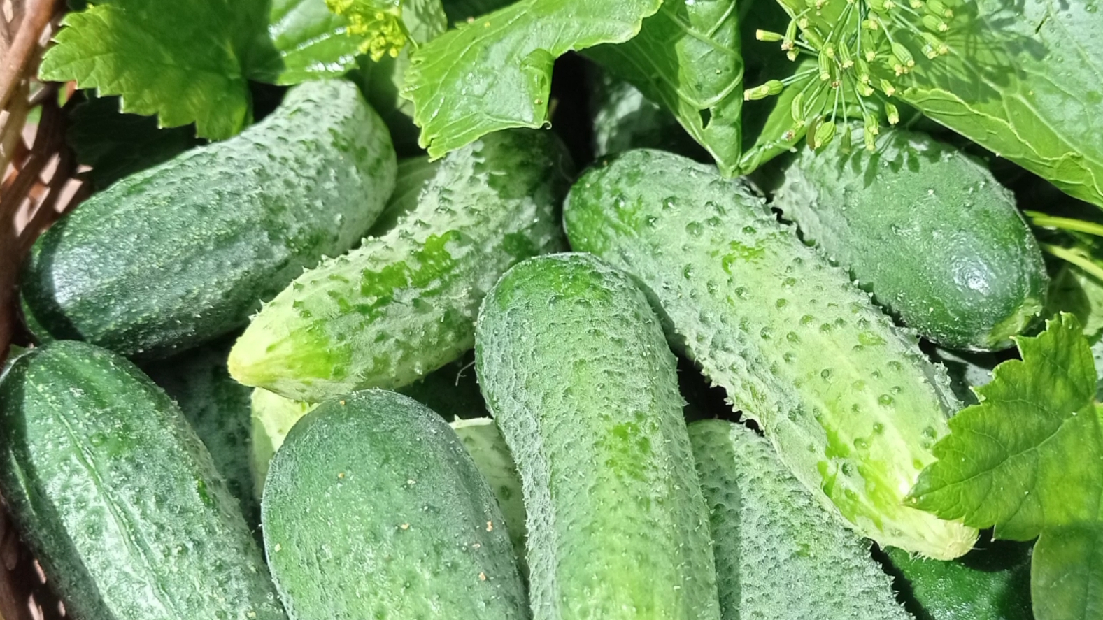 🔴 1-2-3...МАРИНОВАННЫЕ ОГУРЧИКИ на Зиму !!! 🥒🥒🥒/рецепты На глазок/