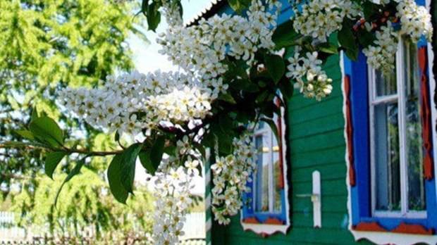 Зацвела черёмуха у дома Алина Вельдж