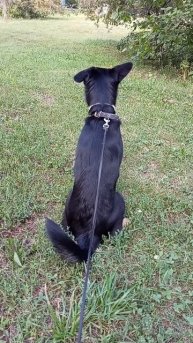 Альфа гуляет #закатлета #мойавгуст #лето2025 #ловилето #альфатима #alfatima #шортс #shorts #rutube