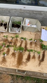 ОБЗОР ОПТОВОЙ ОТГРУЗКИ КЛЕМАТИСОВ ОКС