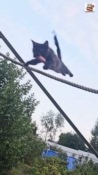 Вечерняя прогулка Пискунчика 🌜❤️💪🐈⬛👍