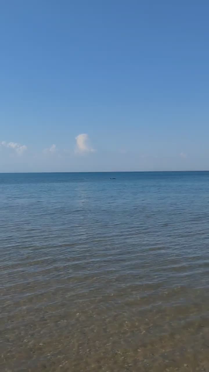 Дельфин на Радужном