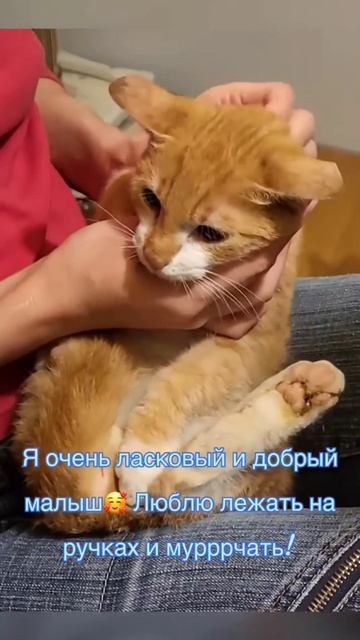 Трех-лапик. История спасения. Котик ищет дом. Петербург